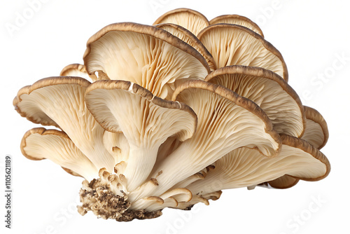 Maitake mushroom, Grifola frondosa healing fungus isolated on white backgroumd.AI GENERATED photo