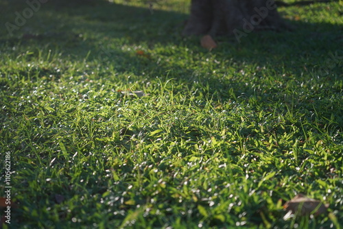 Fresh green grass illuminated by warm sunlight, creating a serene and vibrant natural scene. Perfect for themes of growth, nature, and tranquility in outdoor settings. photo