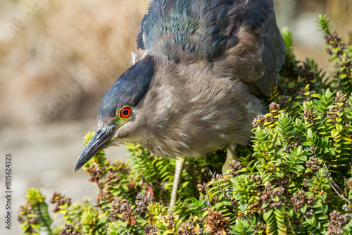 Adult black-crowned night-heron (Nycticorax nycticorax falklandicus) on Carcass Island in the Falkland Islands photo