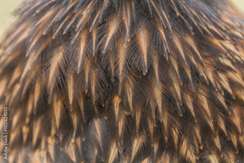 Striated caracara (Phalcoboenus australis) feather detail, on Carcass Island in the Falkland Islands, South Atlantic Ocean photo