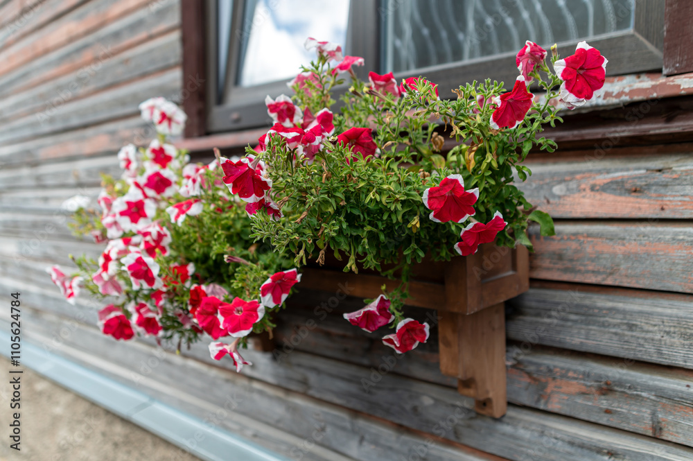 Bright red and white petunias cascade from a wooden planter along a charming old building. Bright red and white petunias cascade from a wooden planter along a charming old building.