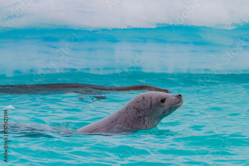 Crabeater seal (Lobodon carcinophaga) swimming near iceberg at Booth Island near the Antarctic Peninsula, Antarctica photo