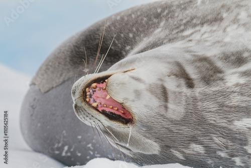 Adult Weddell seal (Leptonychotes weddellii) hauled out on ice near the Antarctic Peninsula, Southern Ocean photo