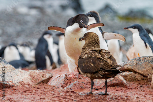 Adelie penguin (Pygoscelis adeliae) adult defending chick against a skua on Torgersen Island, Antarctica