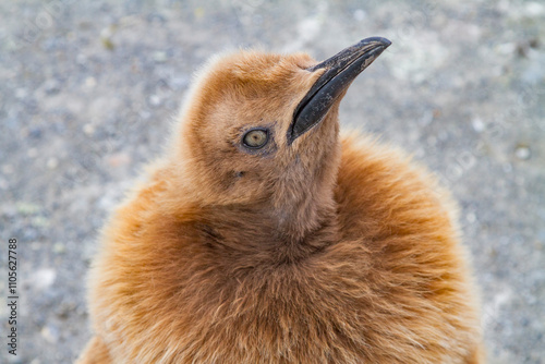 King penguin (Aptenodytes patagonicus) in downy plumage (okum boys) on South Georgia Island photo