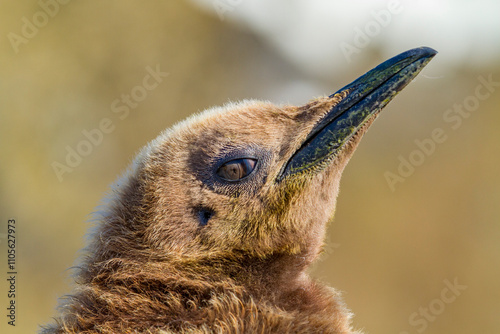 King penguins (Aptenodytes patagonicus) in downy plumage (okum boy) on South Georgia Island, Southern Ocean photo