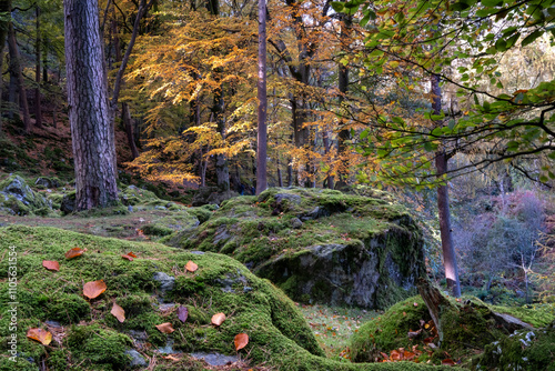 Beech Woodland in autumn, Tanat Valley, Powys, Wales, United Kingdom photo