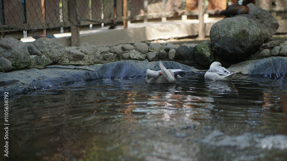 Fototapeta premium Close-up photo of Lesser Whistling Duck or (Dendrocygna javanica) swimming in water.