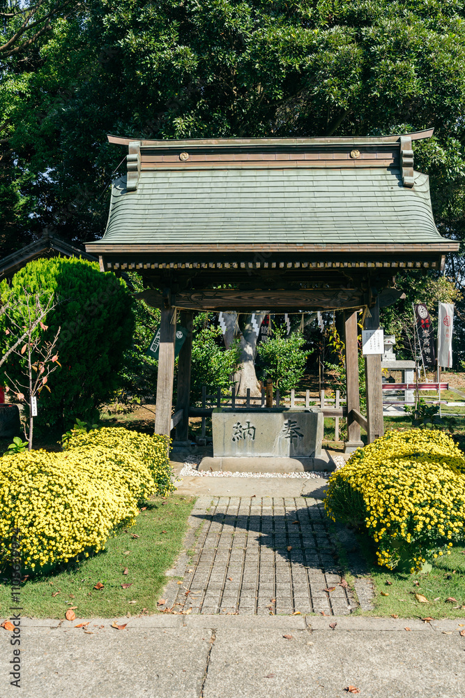 Obraz premium 吉田神社(茨城県水戸市宮内町)菊と手水舎