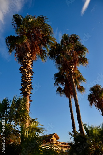 palm trees on the beach