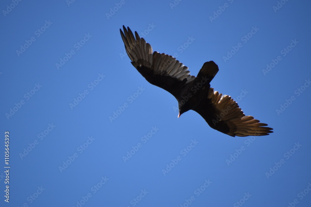 Obraz premium A bird of prey in a blue sky, Montmagny, Québec, Canada