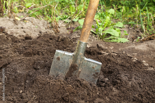 Digging up soil in garden. Shovel close up in brown ground on garden bed with grass and plants. Organic farming, gardening, growing, agriculture concept photo