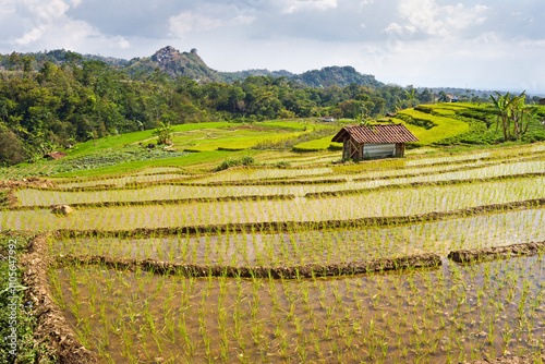 Paddy fields in Tawangmangu area, Karanganyar district, near Surakarta (Solo), Java island, Indonesia, Southeast Asia photo