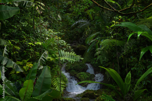 Fototapeta Naklejka Na Ścianę i Meble -  Tropical Rain forest with palm