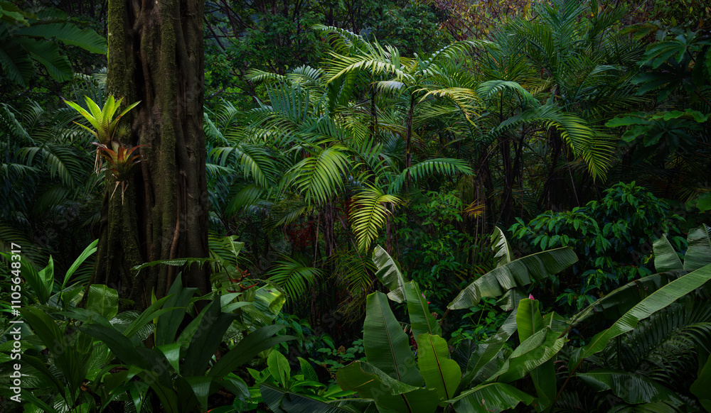Tropical Rain forest with palm Tropical Rain forest with palm