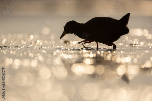 Black crake (Zapornia flavirostra), Zimanga Game Reserve, KwaZulu-Natal, South Africa