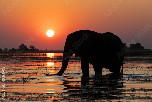 Elephant (Loxodonta africana) bull in Chobe river at sunset, Chobe National Park, Botswana photo