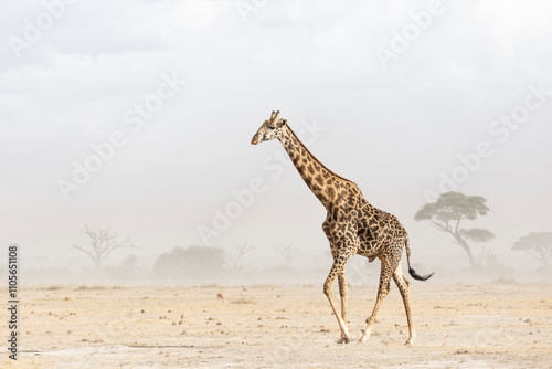 Giraffe (Giraffa camelopardalis) in dust storm, Amboseli National Park, Kenya, East Africa photo