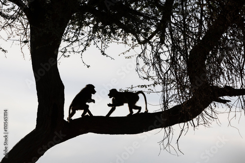 Olive baboons (Papio anubis) silhouette, Shompole, Kenya, East Africa photo