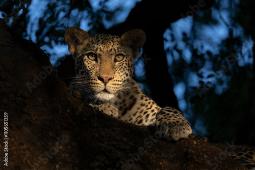 Leopard (Panthera pardus) young male, Mashatu game reserve, Botswana photo