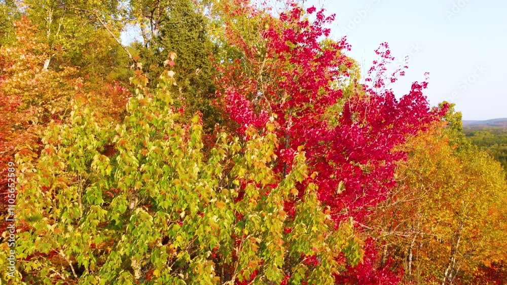 Super Close Drone Flight Next to Vibrant Autumn Foliage Super Close Drone Flight Next to Vibrant Autumn Foliage