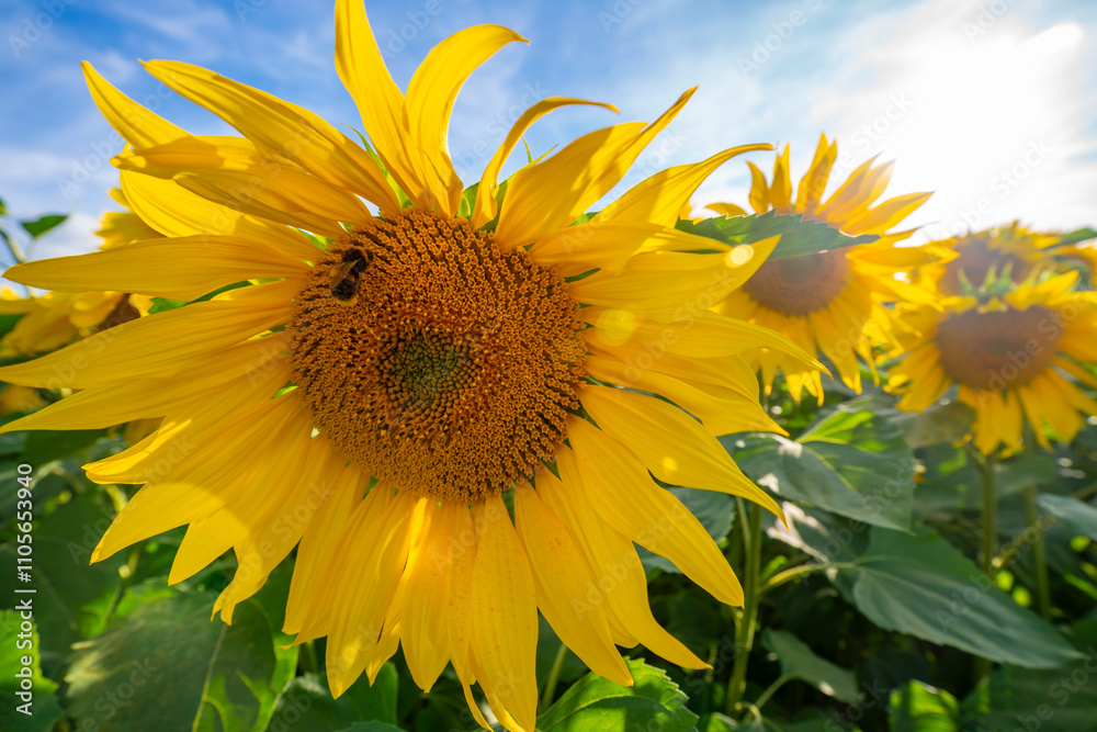 View of sunflowers at Barlow Sunflower Fields, Barlow, Derbyshire, England, United Kingdom View of sunflowers at Barlow Sunflower Fields, Barlow, Derbyshire, England, United Kingdom