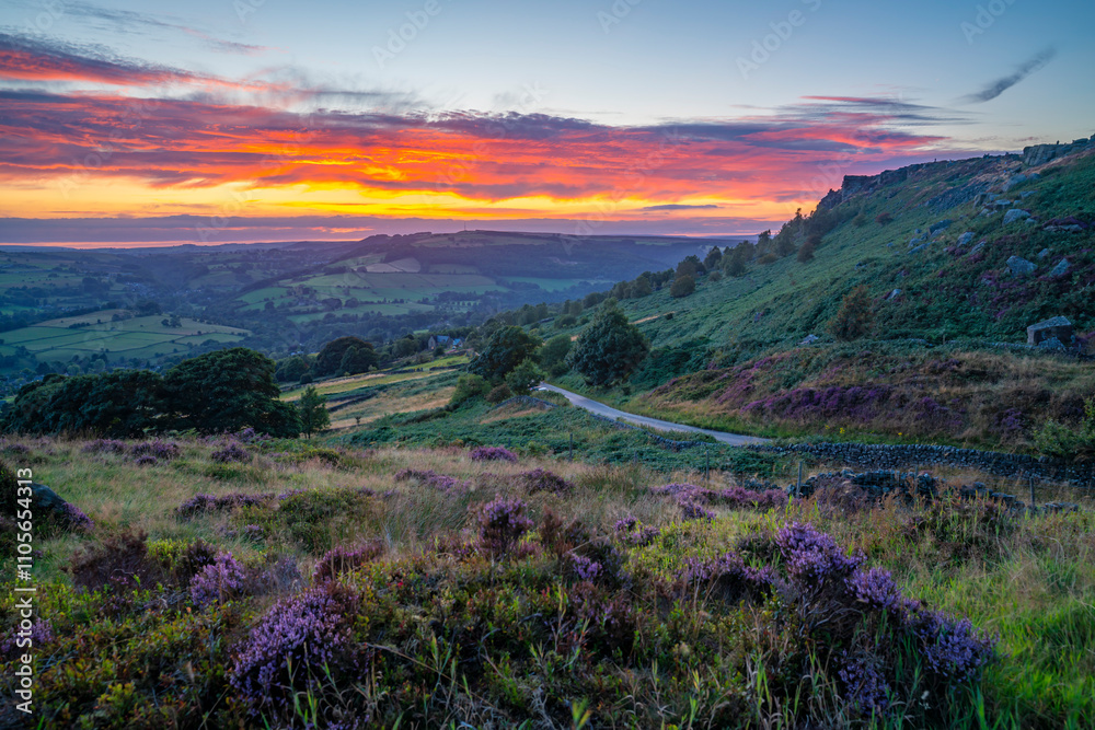 View of landscape from Curbar Edge with purple flowering heather at sunset, Peak District National Park, Baslow, Derbyshire, England, United Kingdom View of landscape from Curbar Edge with purple flowering heather at sunset, Peak District National Park, Baslow, Derbyshire, England, United Kingdom