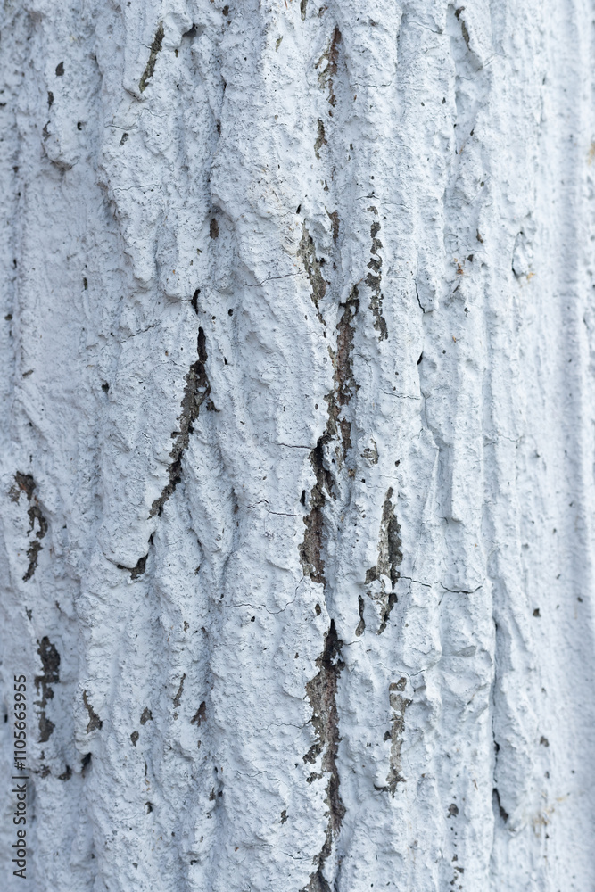 Obraz premium Trunk texture coated with white lime