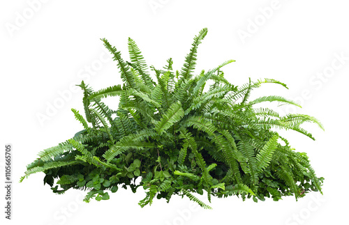 Fototapeta Naklejka Na Ścianę i Meble -  Tropical plant fern moss bush tree jungle stone rock isolated on white background with clipping path	
.