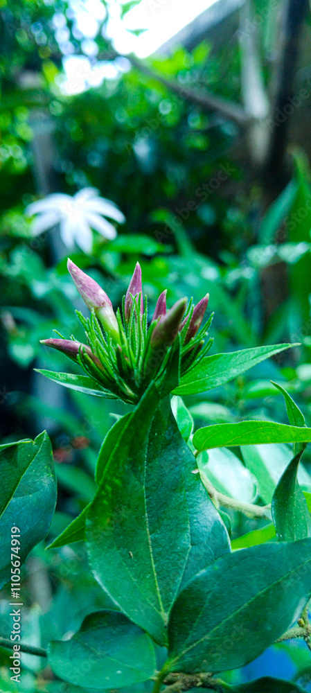 White color Flower Buds White color Flower Buds