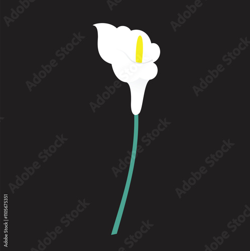 White calla lilie on black. Vector illustration.