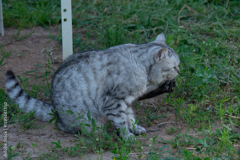 Obraz premium Grey british cat sitting on the grass in the garden in summer