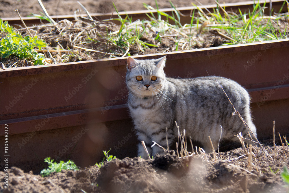 Grey British cat near a raised bed of weeds Grey British cat near a raised bed of weeds