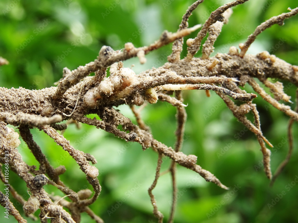 Nitrogen-fixing bacteria on legume roots close-up in natural conditions
