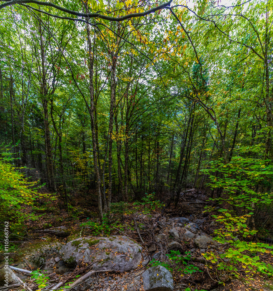 Obraz premium A view of the trees beside the path to the top at Saguenay Fjord National Park, Quebec in Canada in the fall