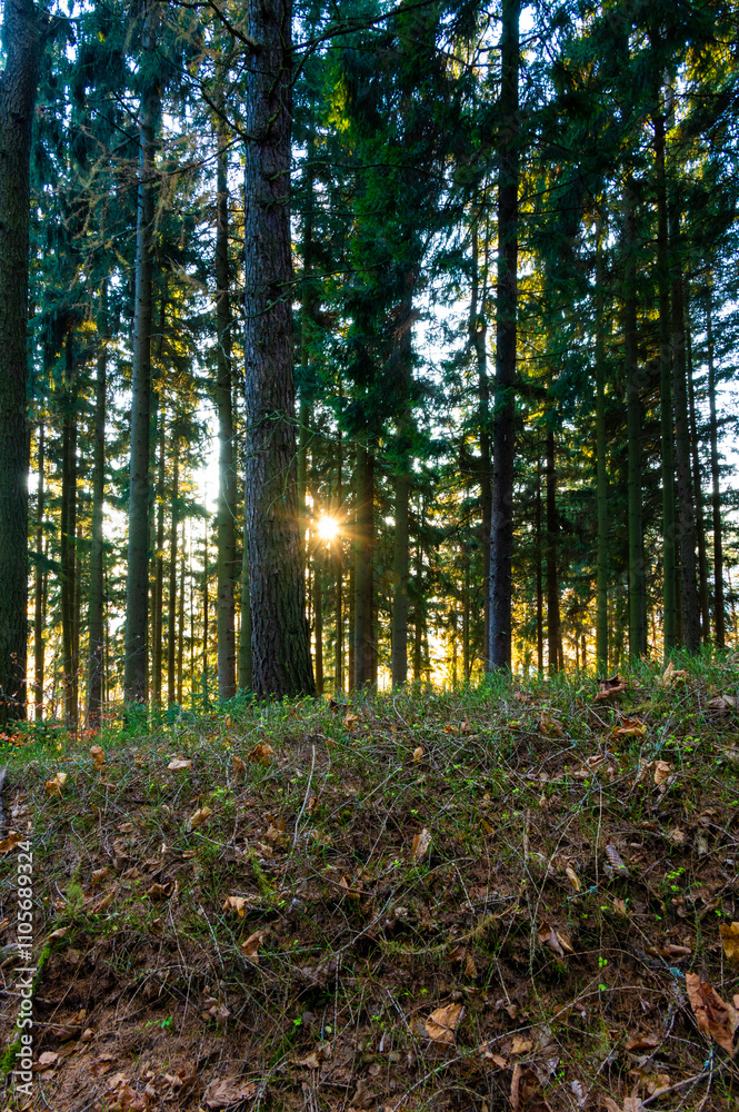 A captivating autumn forest scene with trees showcasing vibrant fall colors, and sunlight streaming through the branches, creating a magical, serene atmosphere