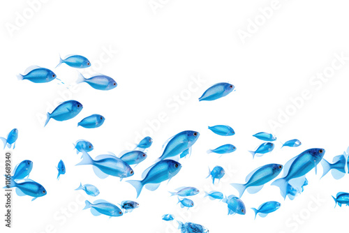 A school of small tropical fish in a clear, blue water environment, isolated on white background