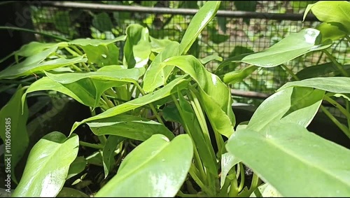 Bushes of Philodendron Burle-Marxii heart-shaped green leaves sway in the garden breeze. photo