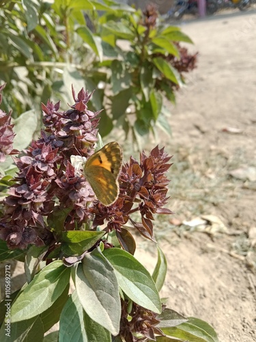 Butterfly on ocimum basilicum flower or butterfly on Basil flower in the garden  photo