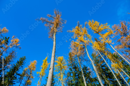 Obraz na płótnie A stunning view of larch tree crowns with orange needles falling, captured from below, against the backdrop of a clear blue sky, embodying the beauty of autumn w salonie