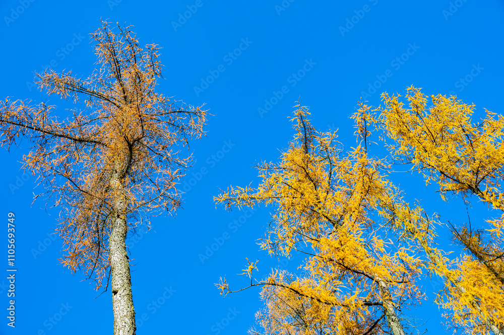 A stunning view of larch tree crowns with orange needles falling, captured from below, against the backdrop of a clear blue sky, embodying the beauty of autumn