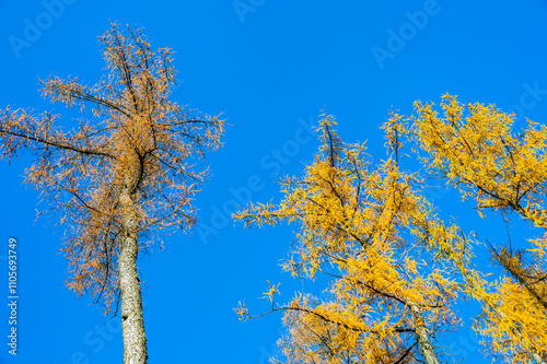 A stunning view of larch tree crowns with orange needles falling, captured from below, against the backdrop of a clear blue sky, embodying the beauty of autumn