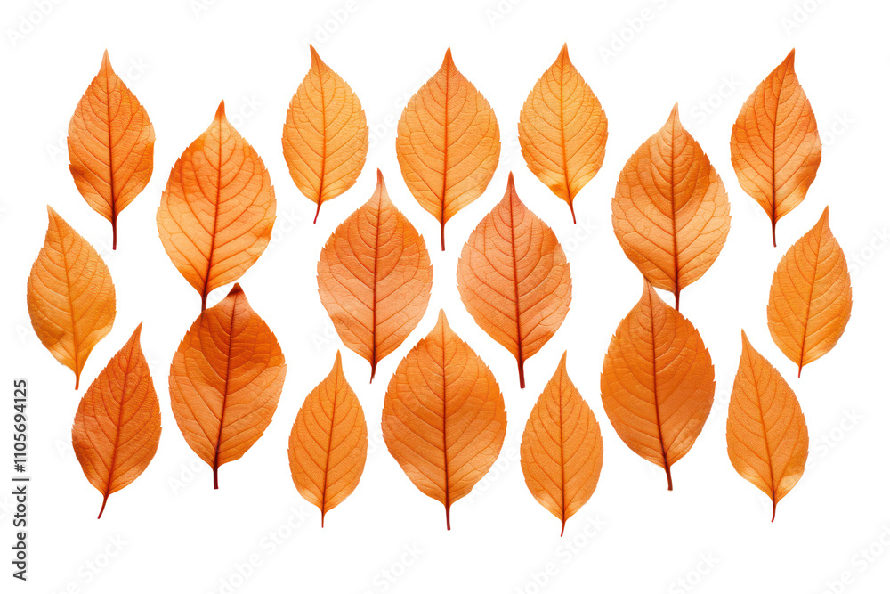 Obraz premium A close-up view of dry orange metallic leaves arranged in a symmetrical pattern Isolated on white background