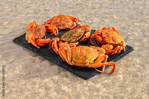 Closeup shot of fresh sea crabs on slate stone in shallow waters, on a sunny day photo