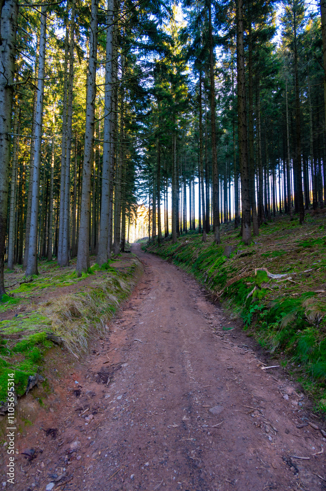 A captivating autumn forest scene with trees showcasing vibrant fall colors, and sunlight streaming through the branches, creating a magical, serene atmosphere