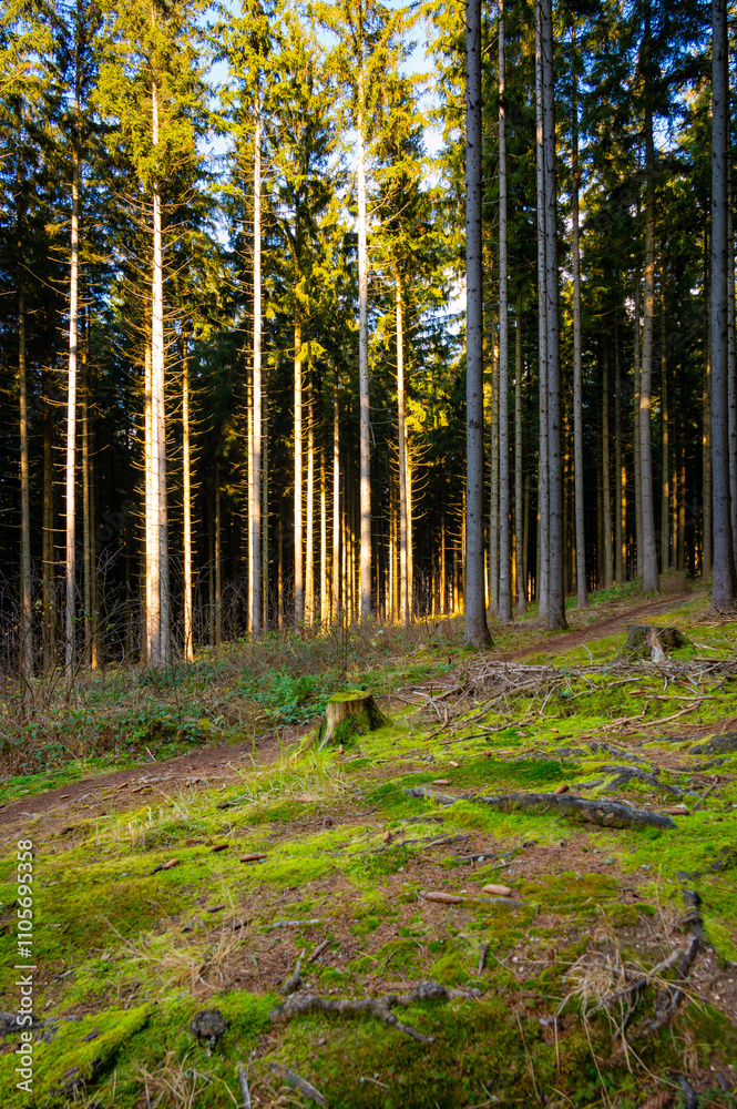 A captivating autumn forest scene with trees showcasing vibrant fall colors, and sunlight streaming through the branches, creating a magical, serene atmosphere