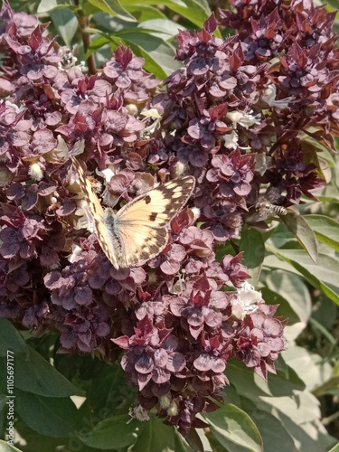 Butterfly on ocimum basilicum flower or butterfly on Basil flower in the garden  photo