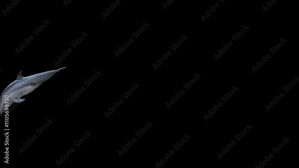 Dolphin Jumping 3D Video Animation Dolphin Jumping 3D Video Animation