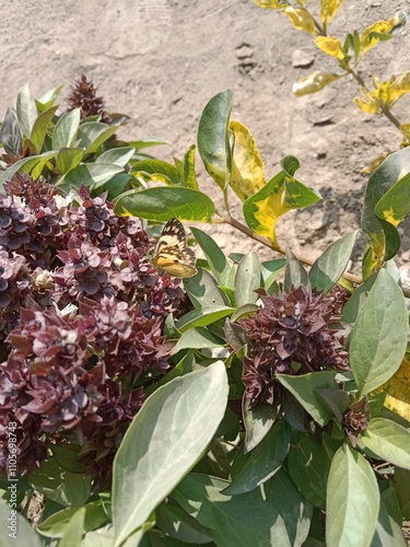 Butterfly on ocimum basilicum flower or butterfly on Basil flower in the garden 