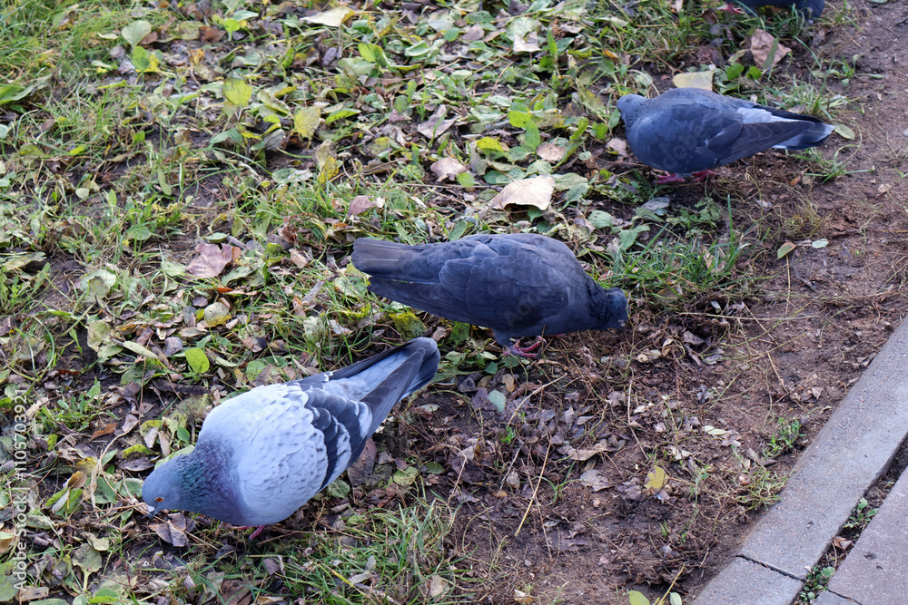 Fototapeta premium A trio of pigeons foraging on a leaf-strewn ground near a sidewalk, capturing urban wildlife amidst natural surroundings in a city park